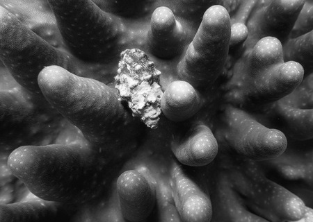 Close up black and white image of seashell tucked in among coral arms.  Detail in shapes and textures in full frame underwater image.の写真素材