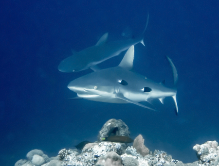Gray reef shark close up profile muted abstract image with blue ocean background.の写真素材