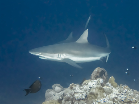Gray reef sharks swim in blue ocean water in close up profile image taking in Palau Micronesiaの写真素材
