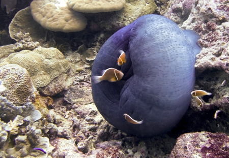 Bright orange anemonefish with their purple anemone bag underwater on coral reef in Palau.の写真素材