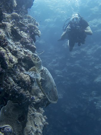 Hawksbill Sea Turtle on underwater coral reef wall in Palau Micronesia with diver in backgroundの写真素材