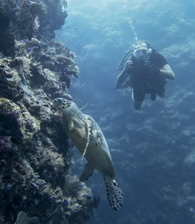 Hawksbill Sea Turtle underwater on coral reef wall in Palau Micronesia with diver in background.の写真素材