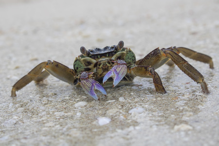 Close up crab with purple claws on beach with legs planted in sand.