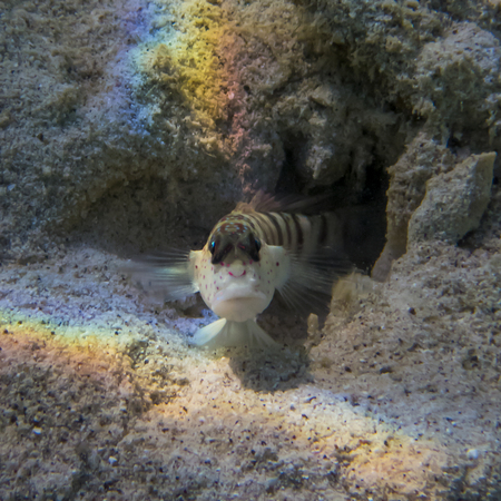 Face first close up of tropical fish blenny emerging from cave with rainbow light on sand