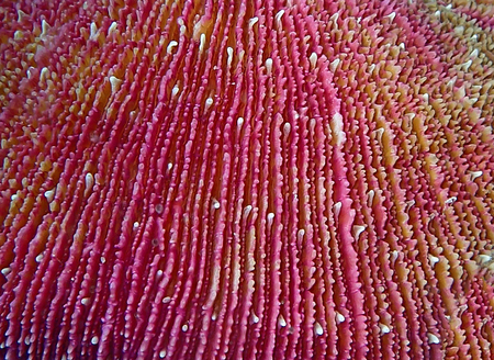 Full frame macro detail bright pink razor coral ridges and valleys.の写真素材