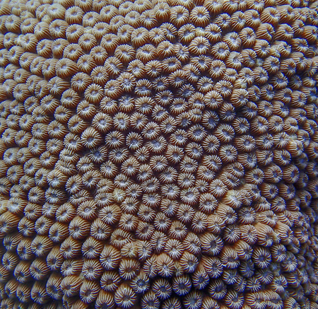 Full frame detail colors shapes and textures in coral underwater.  