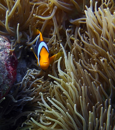 Close up bright orange striped clownfish with mouth open and tiny teeth showing in anemone underwaterの写真素材