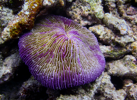 Purple and white razor coral resting on tropical reef underwater in Palauの写真素材