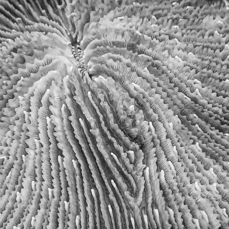 Abstract macro look at razor coral in black and white showing ridges and valleys underwater in Palau.の写真素材