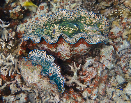 Close up pair of giant clams underwater wtih textures shapes and bright vibrant colors in the clams.の写真素材