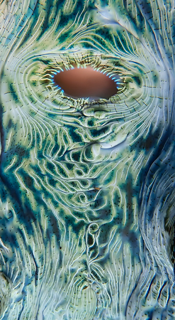 Detail of bright colors and shapes in greens blues and white inside a giant clam underwater.の写真素材