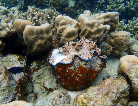 Big giant clam in bright vibrant colors on large tropical reef underwater in Palauの写真素材