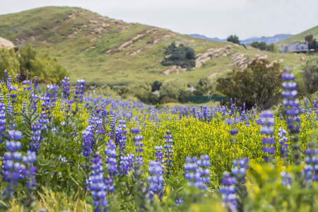 Hillside blooms with purple and yellow flowers after Woolsey wildfire in California.の写真素材