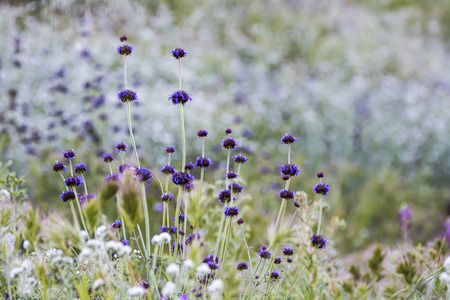 Purple pennyroyal flowers stand above field of wildflowers in California.の写真素材