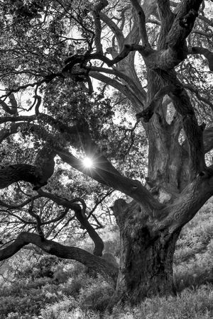 Sunlight shines through lush oak tree in black and white image.