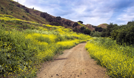 Bright yellow wildflowers grow over burned area from California wildflowers with hiking trail.