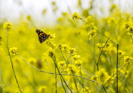 Single bright orange painted lady butterfly in field of yellow mustard wildflowers.の写真素材