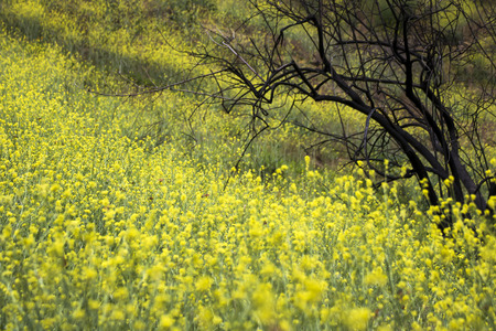 Yellow superbloom of wild mustard flowers and orange painted lady butterflies cover burned hillside in California.の写真素材