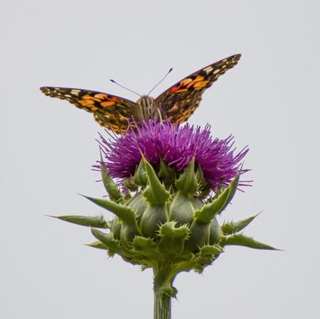 Close up low angle face first orange painted lady butterfly on purple thistle flower with white background.の写真素材