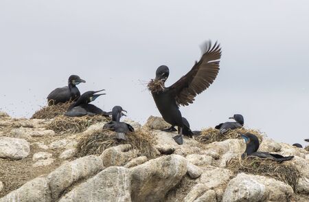 Male Brandtâs Cormorant seabird brings nesting materials to his mate at breeding colony in California.の写真素材