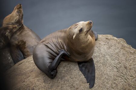 Sea lion on rock scratches with flipper bent to reveal finger like nails.