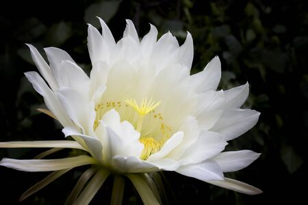 Beautiful huge white and yellow cactus flower blooming on dark background.の写真素材