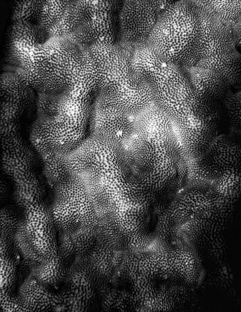 Black and white full frame coral with shapes and texture.