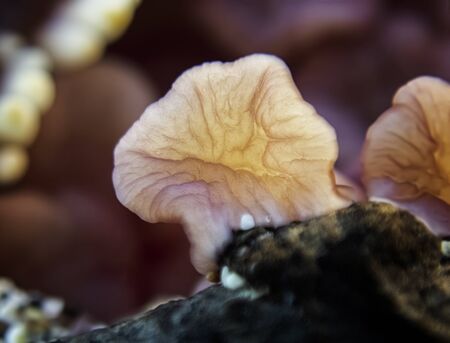 Single soft foot sticks to wood in macro of starfish or sea star underwater in Hawaii.の写真素材