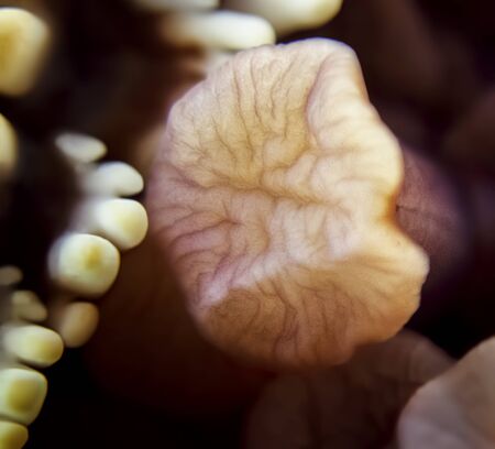 Soft sticky foot emerging from behind toothlike shapes in macro image of a starfish underwater.