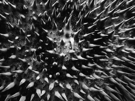 Black and white abstract detail of a crown of thorns seastar or starfish underwater in Hawaii.