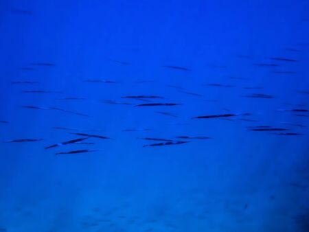 Abstract neon blue school of needlefish swimming in rays of light underwater.