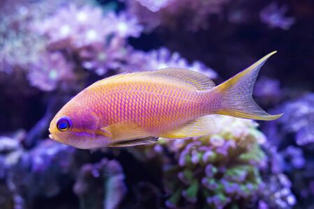 Closeup detail of blue eyed anthias tropical fish in aquarium with corals.  Image details fins tail and eyes of pink and yellow fish.の写真素材