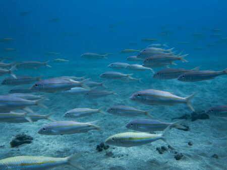 School of fish swimming over sandy ocean floor in blue underwater image.の写真素材