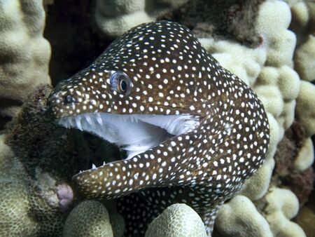 Moray eel tucked into coral reef opens mouth in close up image of face and teeth.
