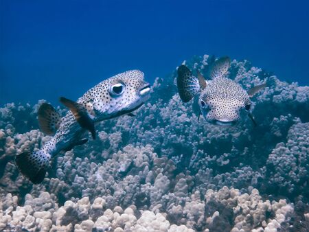 Close up underwater image of two puffer fish over coral reef in blue ocean.の写真素材
