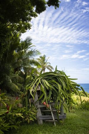 Lush tropical garden on island coast with ocean in background and dragon fruit in bloom.の写真素材