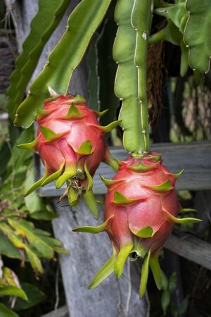 Ripe red dragon fruits hand from green succulent stems.の写真素材