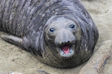 Young northern elephant seal with black fur stares into camera in beach close up image.の写真素材