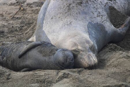 Sweet moment with newborn northern elephant seal pup and mother sleeping with smiling faces together on sand.の写真素材
