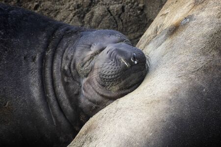 Baby northern elephant seal pup sleeps with face on mother in close up image on California beach.