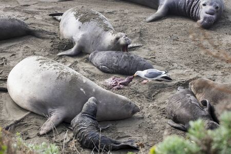 Seagull scavenges afterbirth on a California beach surrounded by northern elephant seals.の写真素材