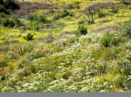 Single wild rabbit sits on dirt trail surrounded by yellow wildflowers and trees in southern California.の写真素材