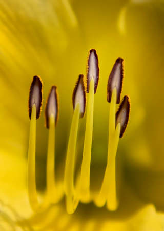 Single wild rabbit sits on dirt trail surrounded by yellow wildflowers and trees in southern California.の写真素材