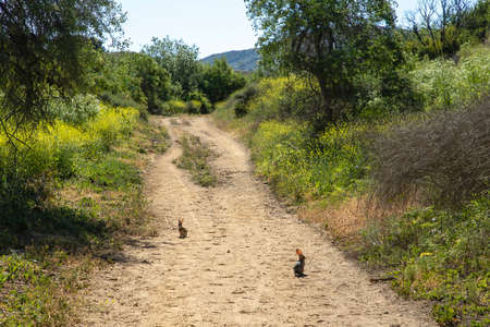 Single wild rabbit sits on dirt trail surrounded by yellow wildflowers and trees in southern California.の写真素材