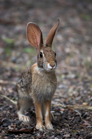 Young antelope jackrabbit sits looking at the camera in low angle face first close up image.の写真素材