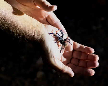 Dwarf tarantula crawling up manâ€™s hand in nighttime close up in Arizona
