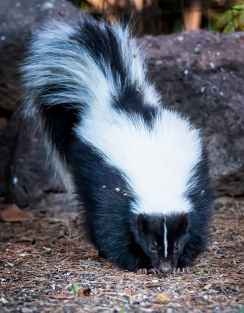 Skunk in forest with nose on ground and tail straight up low angle close up view towards camera.の写真素材
