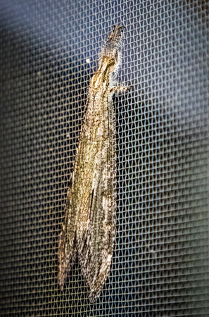 Close up profile of antlion lacewing insect on screen door with hairy antenna and detailed wings.の写真素材