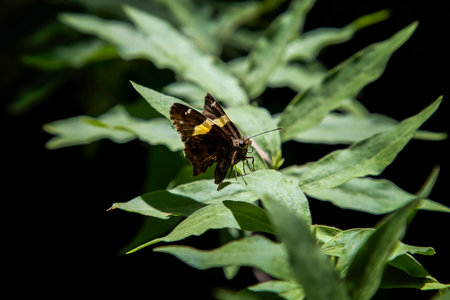 Butterfly with black and yellow wings sits on green leaves with black background.の写真素材