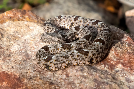 Rock rattlesnake coiled up on colorful boulder demonstrating camoflage and danger in closeup low angle profile.の写真素材